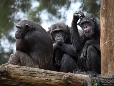 ﻿chimpanzee monkeys a