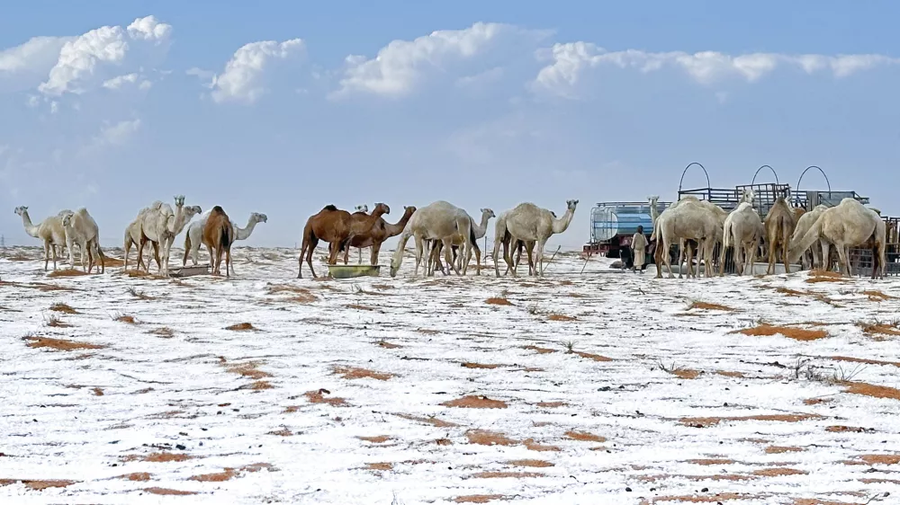 Snow surround camels at their farm in Al Jawf Province, in the north of Saudi Arabia, on Saturday, Nov. 2, 2024. (AP Photo)