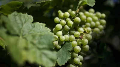 grozdje - Biološko-dinamično vinogradništvo Urbajs ACI, Rifnik nad Šentjurjem - ekološki vinarji - naravna orgamska vina, ///FOTO: Luka Cjuha OPOMBA: ZA OBJAVO V PRILOGI – DNEVNIKOV OBJEKTIV - INTERVJU