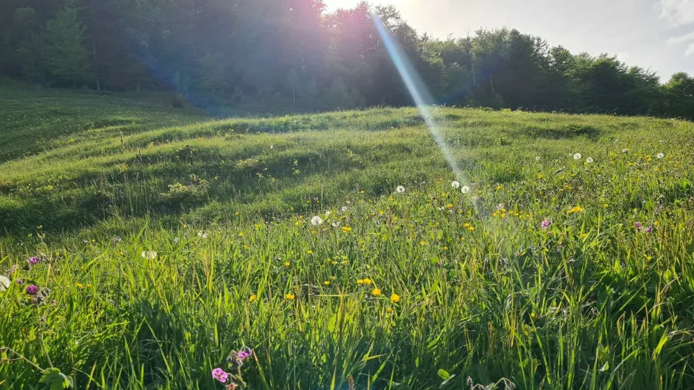 Narava pomlad april sonce travnik