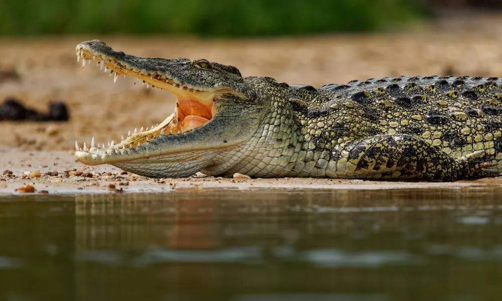 Krokodil ugrabi otroka ... / Foto: Istock