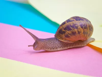 Na Nizozemskem so polži vse bolj rumeni. Slika je simbolična. / Foto: Istock