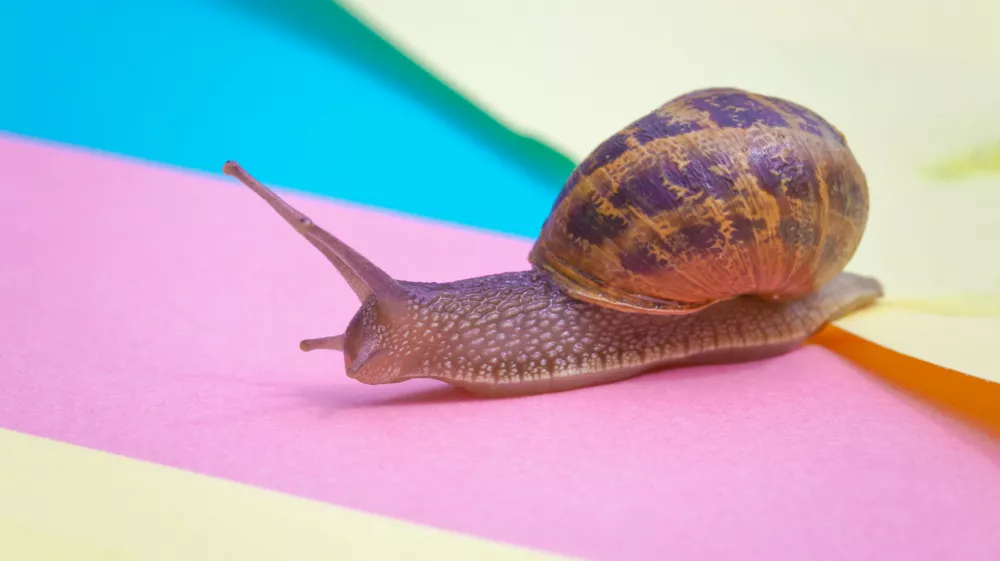 Na Nizozemskem so polži vse bolj rumeni. Slika je simbolična. / Foto: Istock