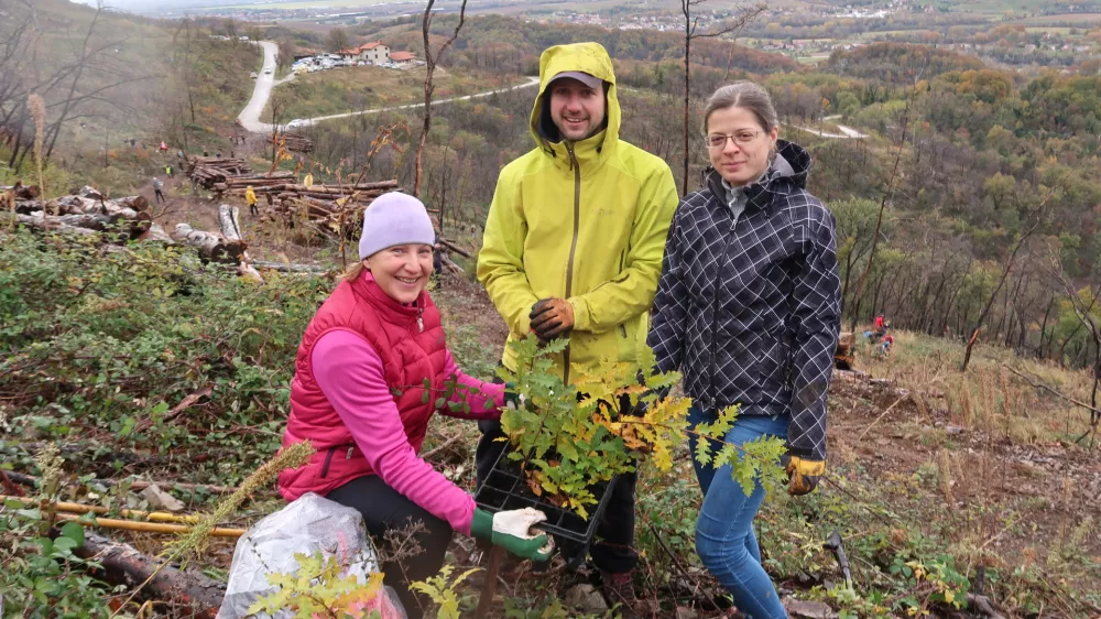 Pogozdovanje Krasa 2024, prostovoljci, sodelavci Agencije RS za okolje / Foto: Nataša Bucik Ozebek