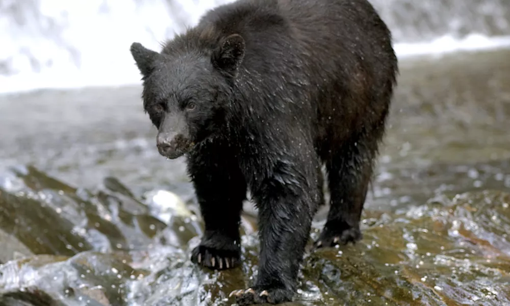 An Alaskan Black Bear approaches at the mouth of a stream in the Tongas National Forest in Neets Bay, Alaska, Wednesday, July 31, 2002. (AP World Wide Photo/ Robert E. Klein)