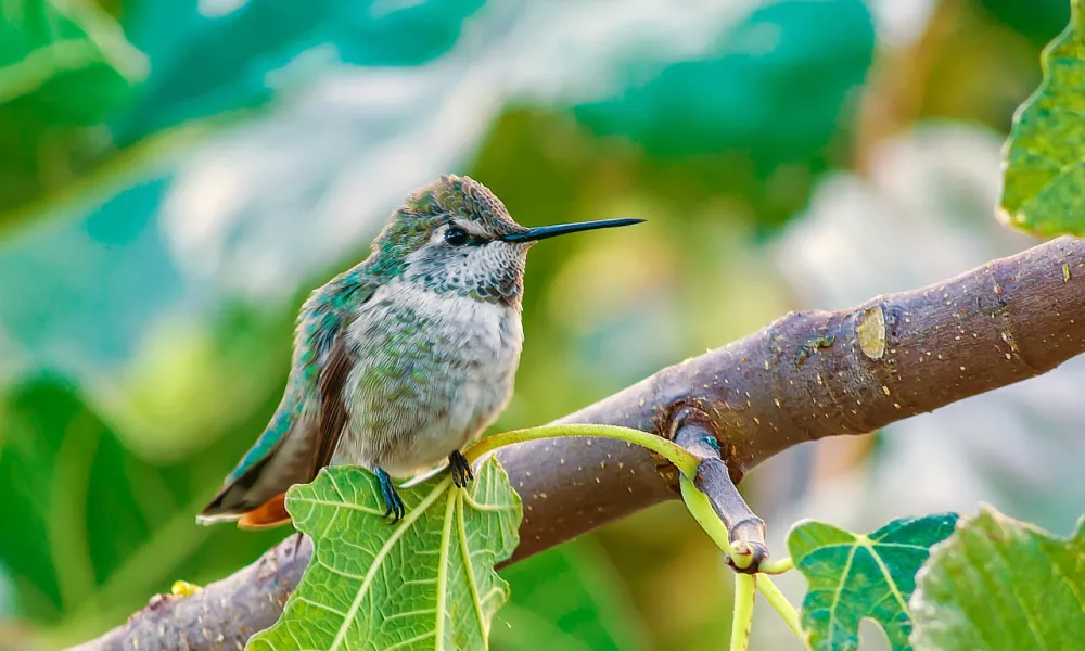 Tehtajo toliko kot dve sponki za papir. / Foto: Istock