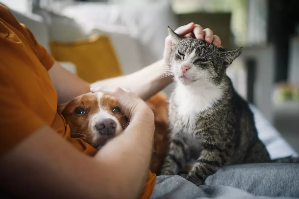 Čustva je človek razširil tudi na druga bitja. / Foto: Istock