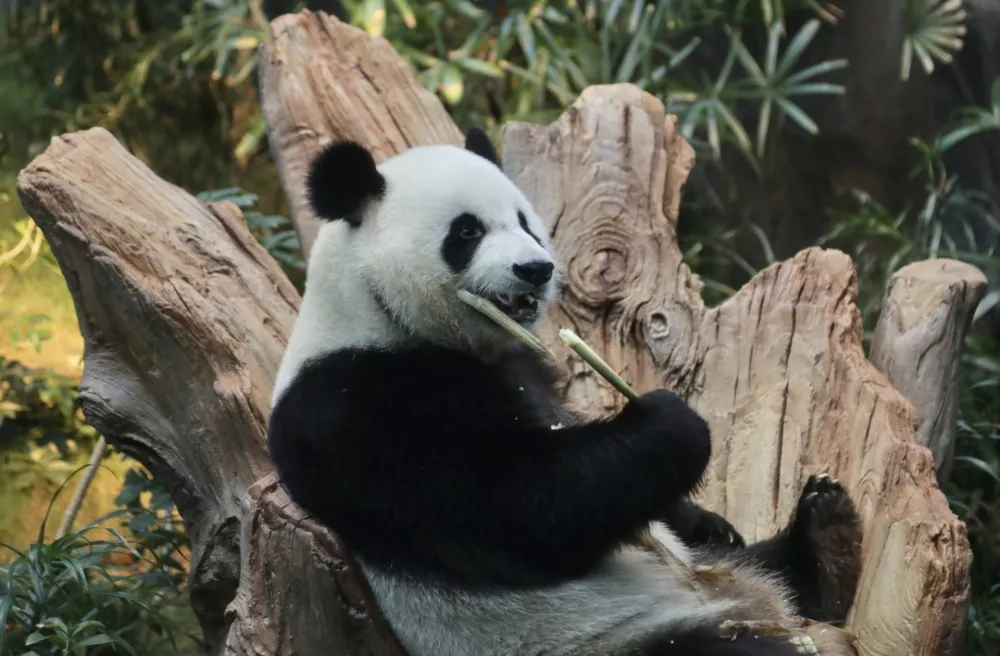 02 December 2024, Hong Kong, Wong Chuk Hang: Ke Ke a female Chinese Giant Panda bites off tender bamboo for snack during debut display for local and international media at the Ocean Park. Photo: Liau Chung-Ren/ZUMA Press Wire/dpa