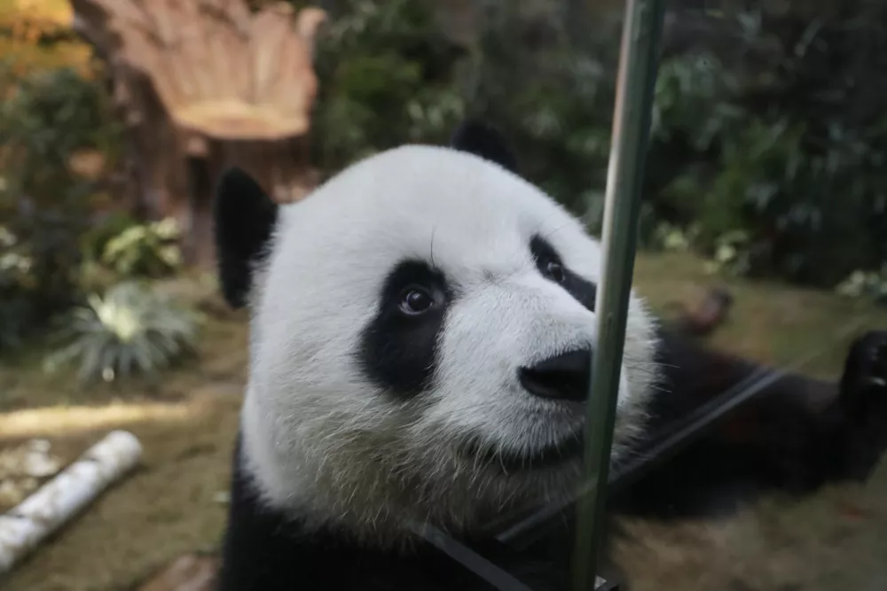 02 December 2024, Hong Kong, Wong Chuk Hang: Ke Ke a new female Chinese Giant Panda, 5 years old, approximately weigh 100 kg leans towards the glass to 'meet' the press in Giant Panda Pavilion at the Ocean Park. Photo: Liau Chung-Ren/ZUMA Press Wire/dpa