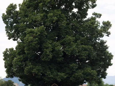 Mogočna lipa sredi polj in travnikov
v Suhi pri Predosljah je najlepše drevo na Gorenjskem. F Urban Šink