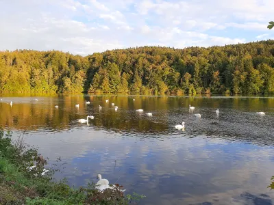 Poleti se v Zbiljskem jezeru zaradi suše in posledičnega nizkega vodostaja pogosto močno razrasejo alge.