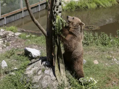 medved - 06.07.2022 - Živalski vrt ZOO Ljubljana – živali se v poletni vročini hladijo s sladoledom - //FOTO: Jaka Gasar