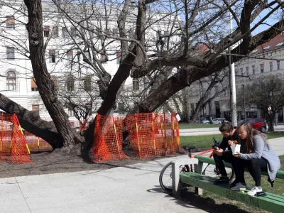 - 13.03.2023 – Miklošičev park v Ljubljani – ograjena drevesa zaradi pojava podgan - namestili deratizacijske vabe - //FOTO: Tomaž Skale