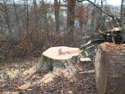 Inšpektorica za naravo in vode je poudarila, da bi občina pred posekom dreves na Rožniku morala pridobiti tudi naravovarstvene pogoje in mnenje zavoda za varstvo narave. Odločba zavoda za gozdove očitno ni bila dovolj, ker gre za območje krajinskega parka.