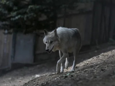 volk - 06.07.2022 - Živalski vrt ZOO Ljubljana – živali se v poletni vročini hladijo s sladoledom - //FOTO: Jaka Gasar