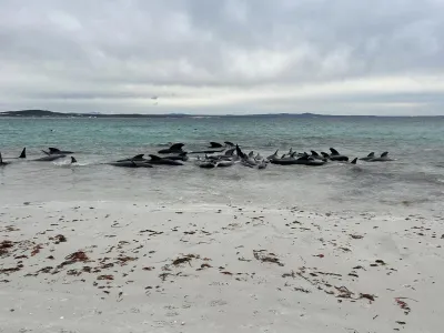 A supplied image shows about 70 long-finned pilot whales that became stranded at Cheynes Beach, Western Australia, Tuesday, July 25, 2023. A pod of whales swimming off the West Australian coast have stranded themselves on a remote beach, sparking concerns from wildlife officials. (AAP Image/Supplied by Allan Marsh, Cheynes Beach Caravan Park) NO ARCHIVING, EDITORIAL USE ONLY