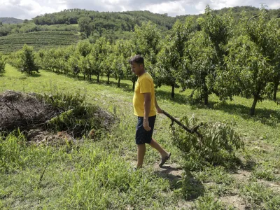 - 29.07.2023 – Vipavska dolina - odpravljanje posledic po uničevalnem neurju s točo - uničeni pridelki v breskovih in hruškovih sadovnjakih, vinogradih ter na poljih - sadjarstvo - //FOTO: Jaka Gasar