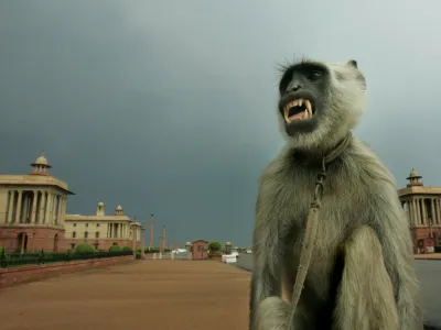 A tamed langur, a particularly fierce breed of apes, used by its owner as deterrent against rhesus monkeys in government offices, grimaces at its owner, unseen, as he dries up after a rainstorm near the Presidential Palace complex in New Delhi, India, Sunday, May 6, 2007. Many parts of northern India continued to be under hot weather conditions even as capital Delhi witnessed a brief spell of rain. (AP Photo/Gurinder Osan)