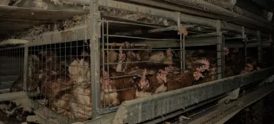 Ljubljana.Skrivaj narejeni posnetki z ene izmed slovenskih farm kokosi nesnic.Drustvo AETP, ki je lani zagnalo kampanjo Slovenija proti kletkam za opustitev reje kokosi nesnic in svinj v kletkah, po objavi novih skritih posnetkov grozljivih razmer v baterijski reji kokosi znova poziva k njeni prepovedi. Baterijska reja zivalim povzroca trpljenje, zato pristojne pozivajo, naj jo po zgledu nekaterih evropskih drzav prepovejo.Foto: Drustvo AETP