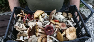 - 17.10.2019 – Gobarjenje in gobe v naravi - goba - nabiranje gob - -  //FOTO: Luka Cjuha.