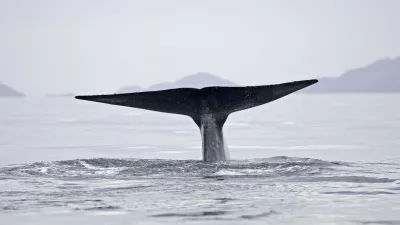 Sinji kit. Foto: Profimedia