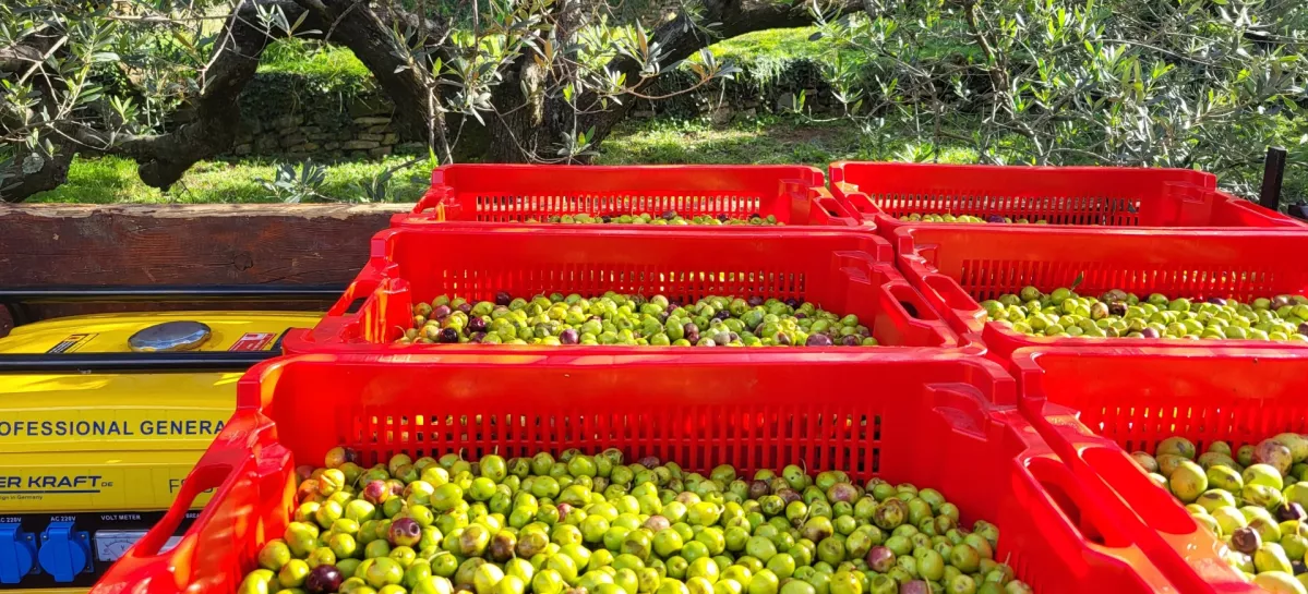oljke oljčnik Koper / Foto: Katja Gle&scaron;čič 