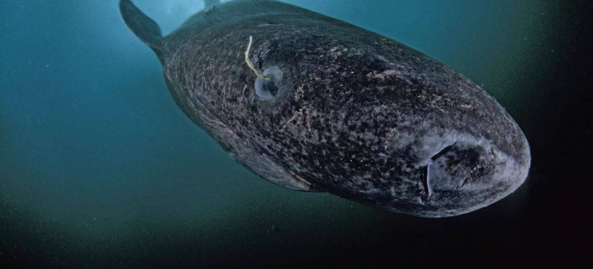 Morski pes pod letom. Živi lahko več kot 270 let. / Foto: Profimedia