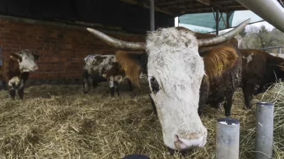 - 18.01.2024 &ndash; Kmetija Možgan, Veni&scaron;e 16, Leskovec pri Kr&scaron;kem &ndash; vrnitev odvzete govedi, ki mu jih je 14. novembra lani zaradi zanemarjanja trajno odvzela veterinarska in&scaron;pektorica  //FOTO: Luka Cjuha