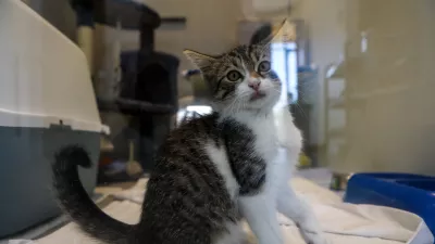 15.07.2025 - Zaveti&scaron;če za zapu&scaron;čene živali Ljubljana, GmajniceFoto: Luka Cjuha