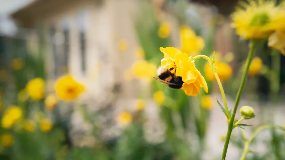 Pustimo travi, da zacveti! / Foto: iStock