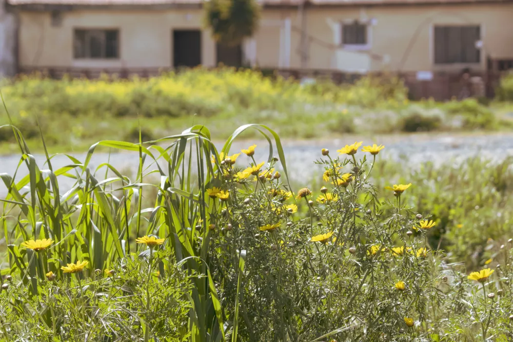 Yellow daisy flowers growing in front of house in sunlight / Foto: Olga Donchuk