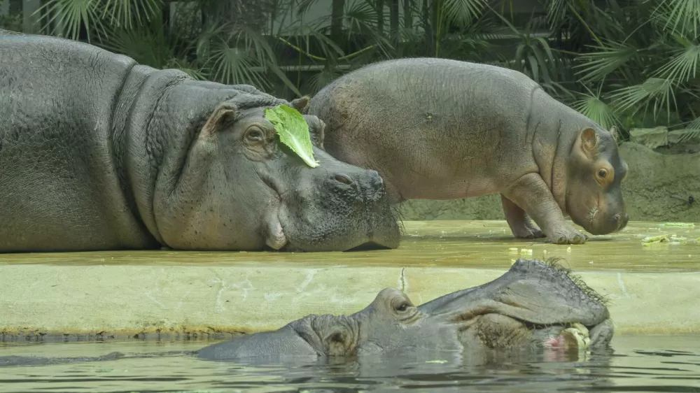 Flusspferde Mutter Nala mit Kind Willi, vorne Vater Bouli, Zoologischer Garten, Berlin, Deutschland *** Hippopotamus mother Nala with child Willi, father Bouli in front, Berlin Zoological Garden, Germany No Use Switzerland. No Use Germany. No Use Austria