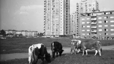 Ko je bila Ljubljana &scaron;e napol podeželje &ndash; med bloki krave, njive, vrtovi in brnenje traktorjev. Slika iz Savskega naselja. / Foto: Edi &Scaron;elhaus, hrani Muzej novej&scaron;e in sodobne zgodovine Slovenije