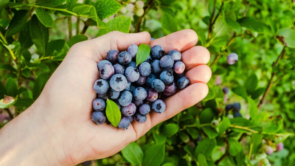Domače ameri&scaron;ke borovnice. Slika je simbolična. / Foto: Istock