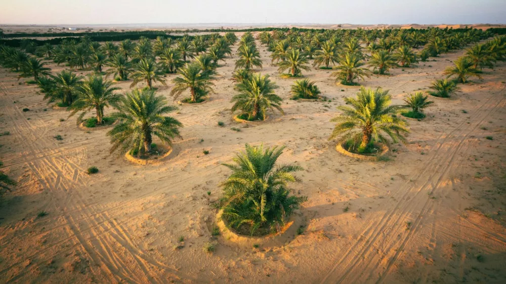 Podobne projekte izvajajo tudi drugod. Slika je iz Združenih arabskih emiratov. 