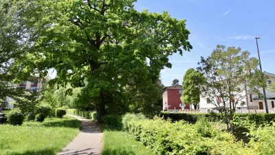 Ljubljansko drevo, ki je povezano z okupiranim mestom