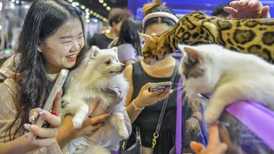 NANNING, CHINA - AUGUST 09: A visitor holding a dog views cats at an exhibition of 2025 Grandeur World Pet Fair at Nanning International Convention and Exhibition Center on August 9, 2025 in Nanning, Guangxi Zhuang Autonomous Region of China. Copyright: xVCGx 111584096366,Image: 1028459412, License: Rights-managed, Restrictions: imago is entitled to issue a simple usage license at the time of provision. Personality and trademark rights as well as copyright laws regarding art-works shown must be observed. Commercial use at your own risk.;PUBLICATIONxNOTxINxCHN, Model Release: no