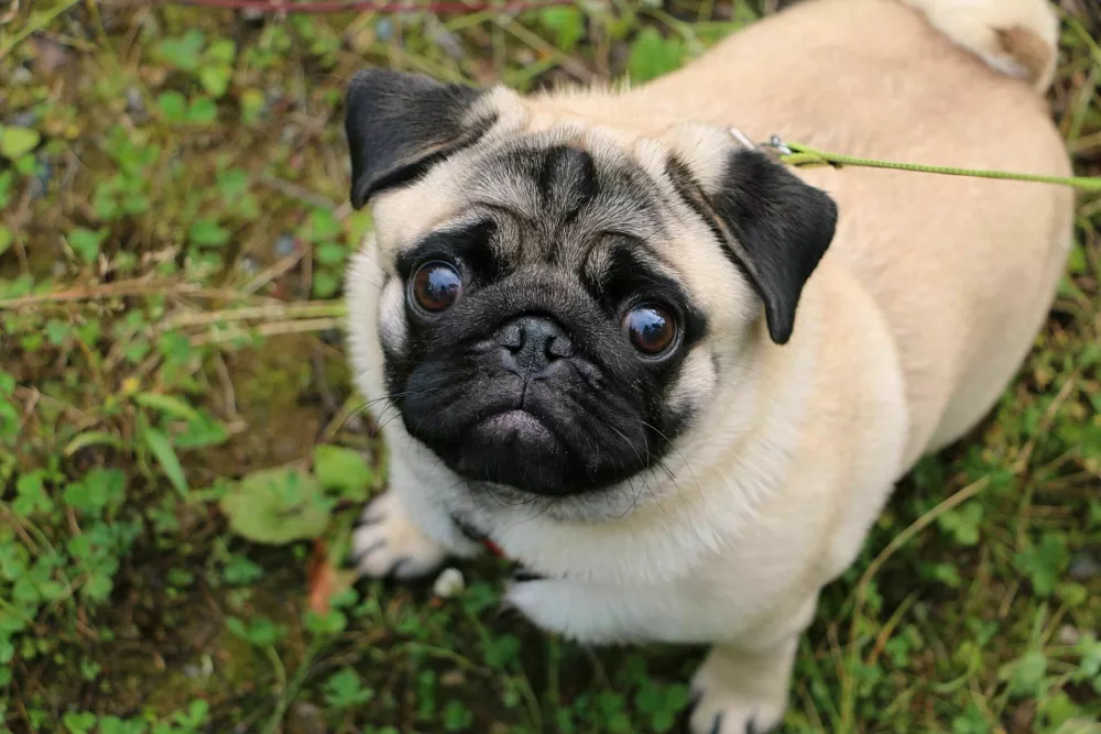 pug on a walk in nature / Foto: Irina Stolyarova