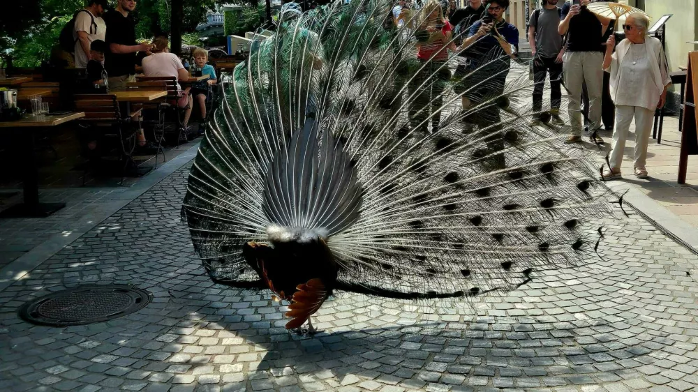 Pav, Ljubljana, Petkov&scaron;kovo nabrežje. Foto: Dnevnik