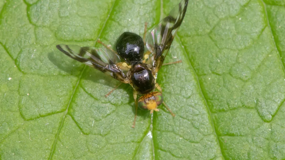 Zelenina muha. Slika je simbolična. / Foto: Istock
