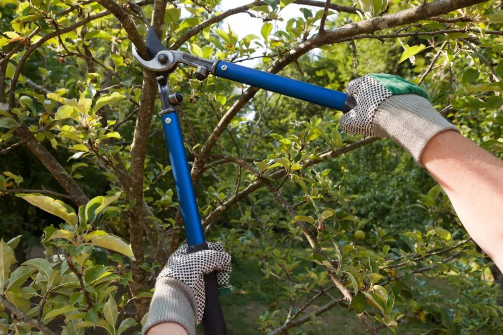 Farmer pruning an apple tree with pruning shears / Foto: Hiphoto40