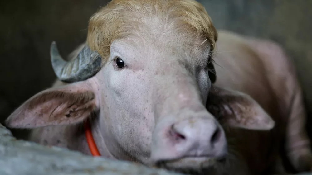FILE PHOTO: A sacrificial albino buffalo named after U.S. President Donald Trump which recently went viral, is pictured at an agro farm ahead of Eid-al-Adha, in Narayanganj, Bangladesh, May 20, 2026. REUTERS/Mohammad Ponir Hossain/File Photo