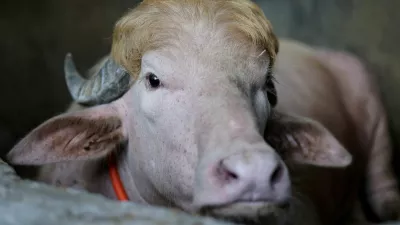 FILE PHOTO: A sacrificial albino buffalo named after U.S. President Donald Trump which recently went viral, is pictured at an agro farm ahead of Eid-al-Adha, in Narayanganj, Bangladesh, May 20, 2026. REUTERS/Mohammad Ponir Hossain/File Photo
