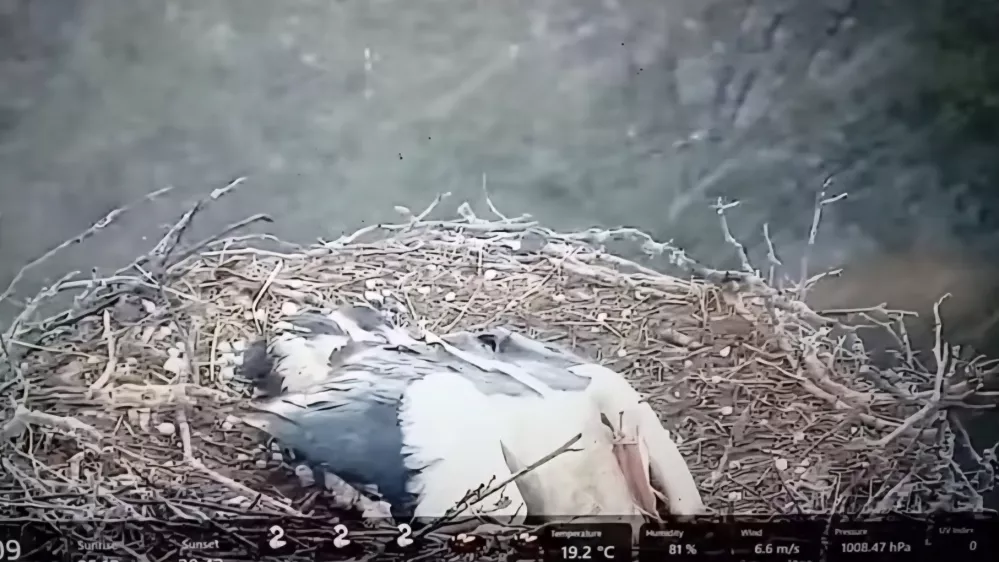 Mama &scaron;torklja je med točo razprla krila nad svojimi mladiči. Foto: posnetek zaslona