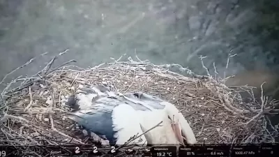 Mama &scaron;torklja je med točo razprla krila nad svojimi mladiči. Foto: posnetek zaslona