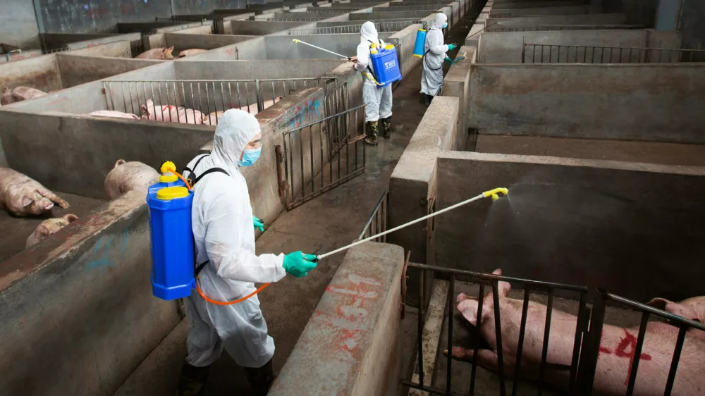 Local husbandry and veterinary bureau workers in protective suits disinfect a pig farm as a prevention measure for African swine fever, in Jinhua, Zhejiang province, China August 22, 2018. Picture taken August 22, 2018. REUTERS/Stringer ATTENTION EDITORS - THIS IMAGE WAS PROVIDED BY A THIRD PARTY. CHINA OUT.