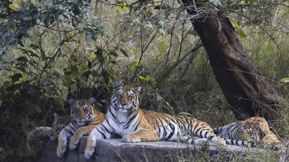 Royal Bengal Tiger, Panthera tigris, female, cubs, Panna Tiger Reserve, Madhya Pradesh, India. / Foto: Ephotocorp