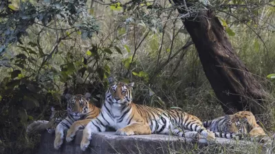 Royal Bengal Tiger, Panthera tigris, female, cubs, Panna Tiger Reserve, Madhya Pradesh, India. / Foto: Ephotocorp
