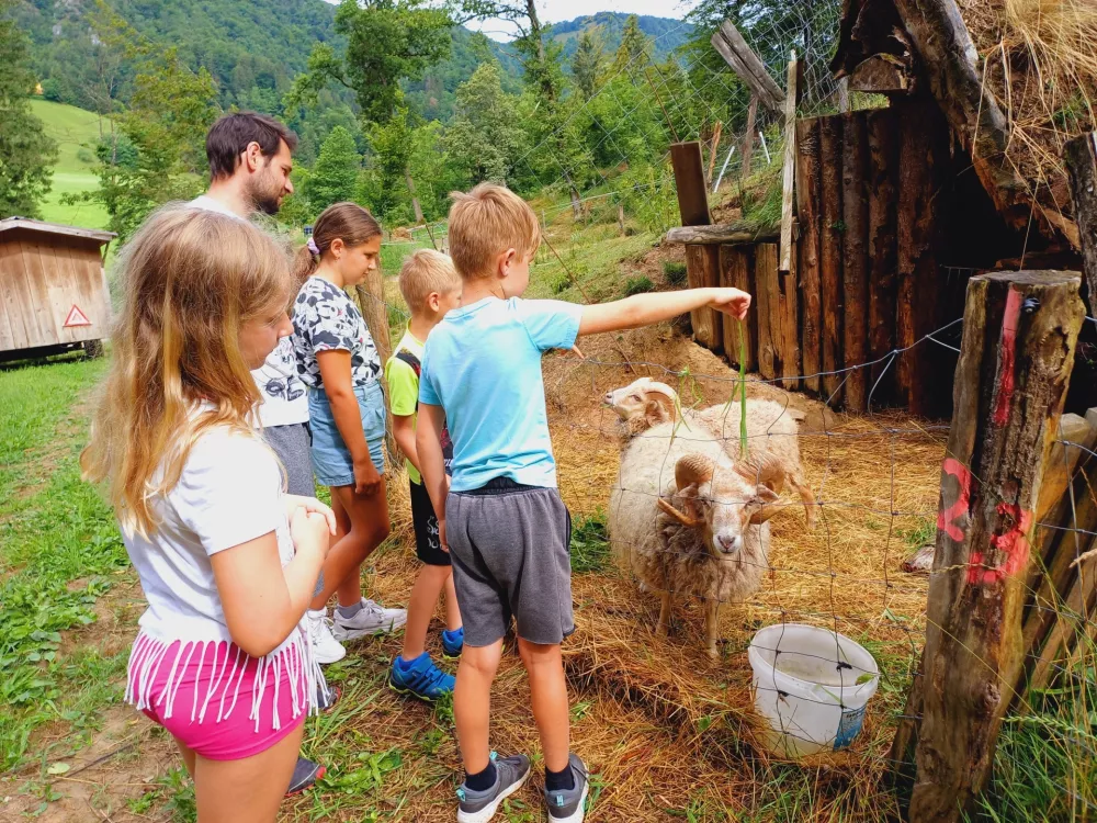 Ekolo&scaron;ka učna kmetija Kr&scaron;inar počitnice Jedro