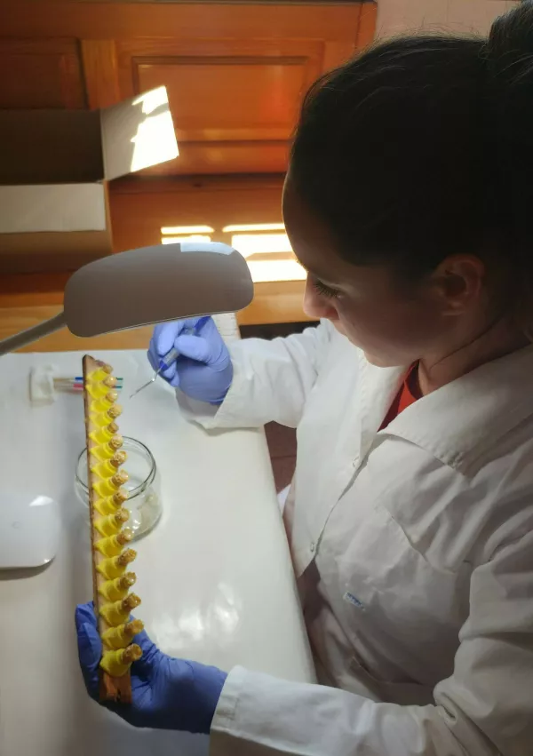 Sara Metelko matični mleček / Foto: Osebni Arhiv 
